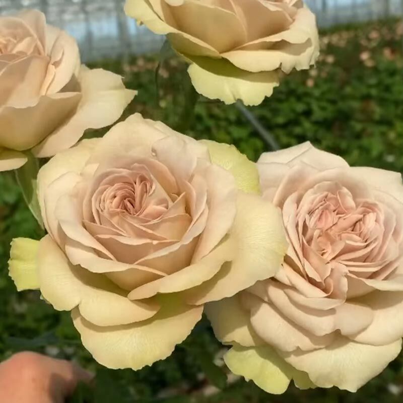 Нотр Дам (Notre Dame GR)