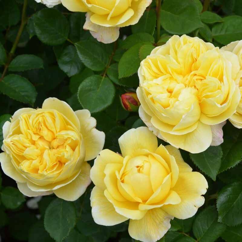 Чарльз Дарвин (Charles Darwin)