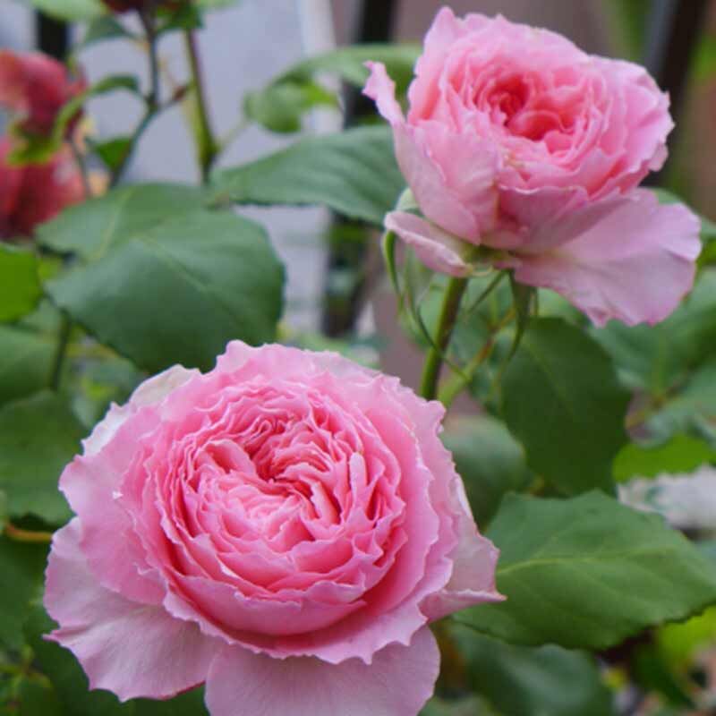 Корона (Corona)