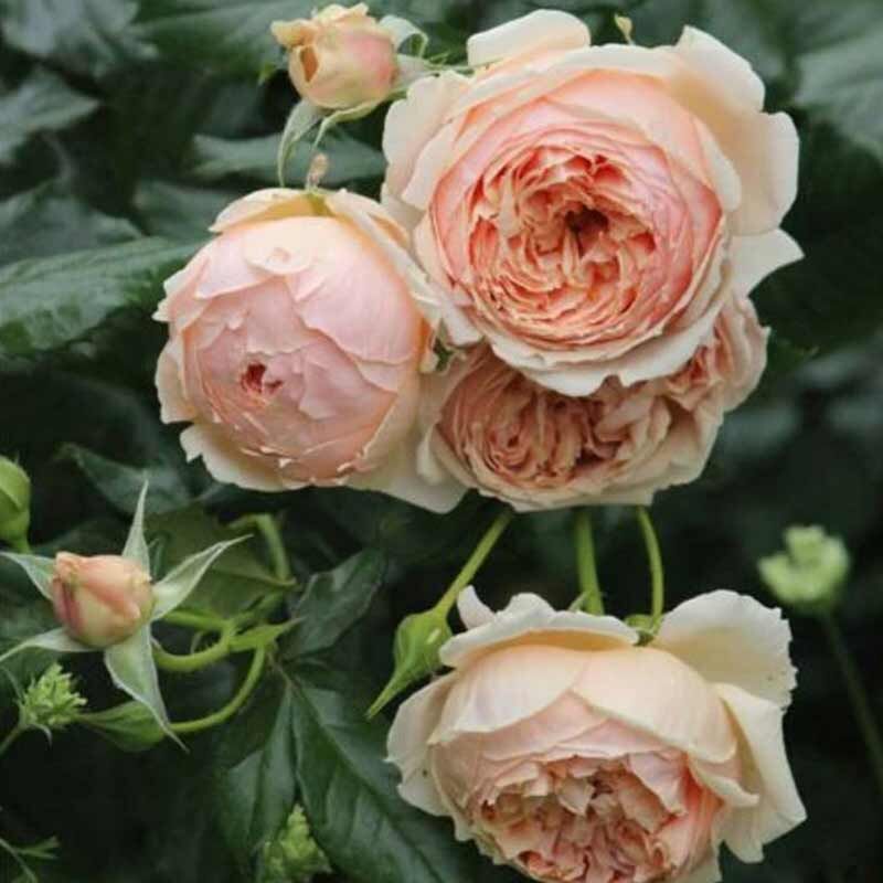 Масора (Masora)