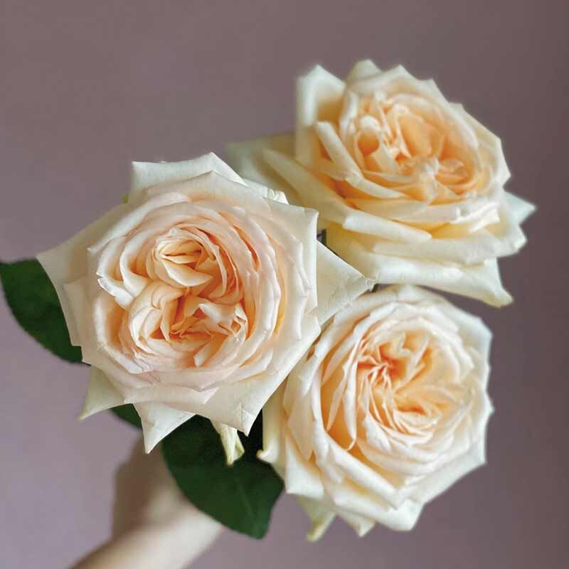 Принцесса Майя (Princess Maya)