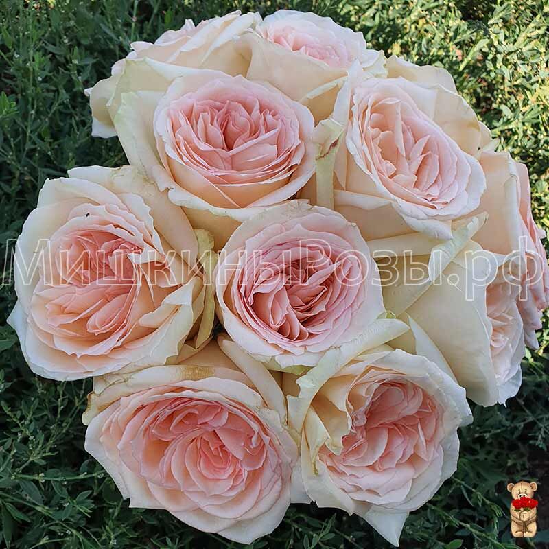 Принцесса Майя (Princess Maya)