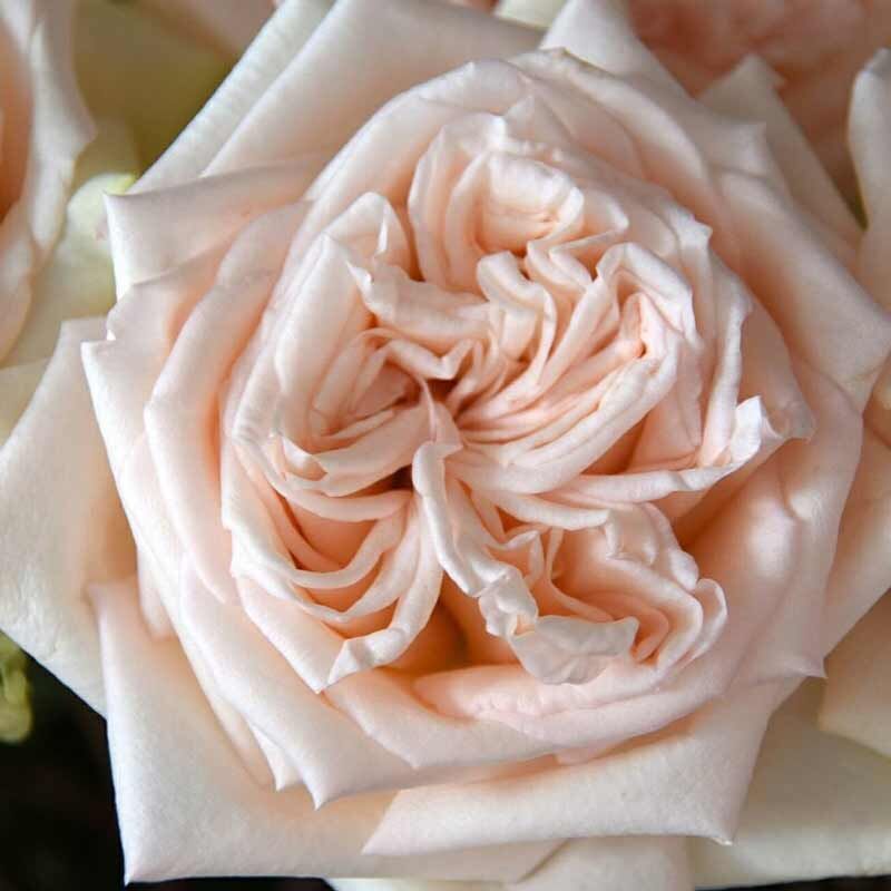 Принцесса Майя (Princess Maya)