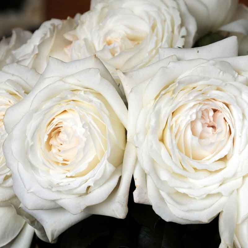 Принцесса Миюки (PRINCESS MIYUKI)