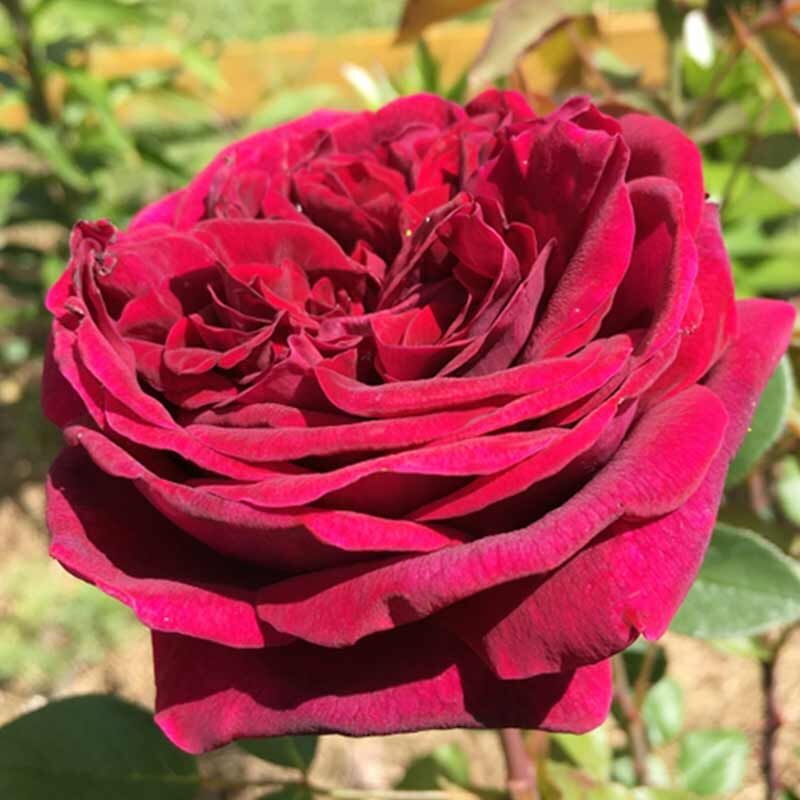 Роял Палас (Royal Palace)