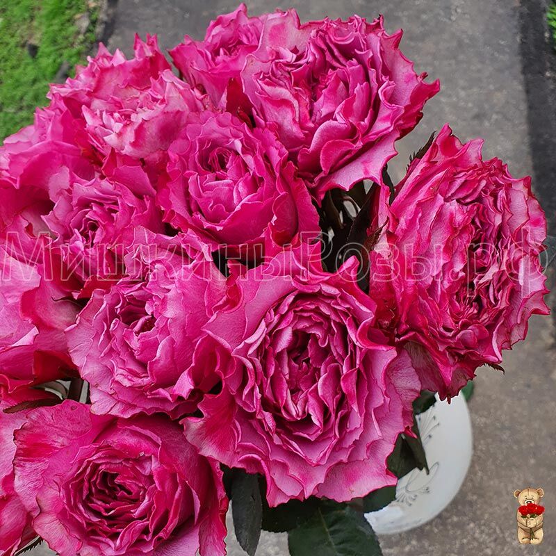 Хирари (Hirari)