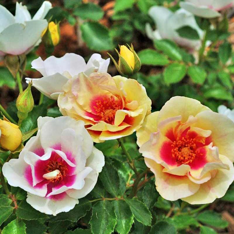 Ай оф зе Тайге ( Eye of the Tiger )