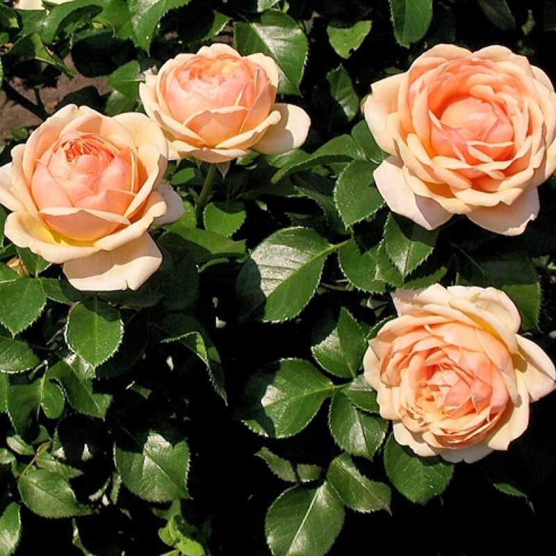 Йорс ин Континент Френдшип (Yours in Continued Friendship)