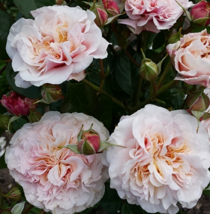 Марлен Шарелл (Marlene Charell)