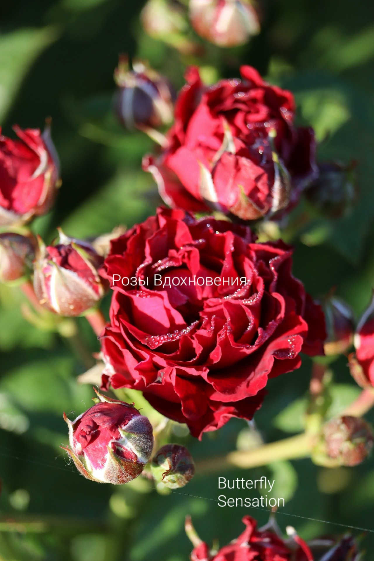 Баттерфляй Сенсейшен (butterfly sensation)