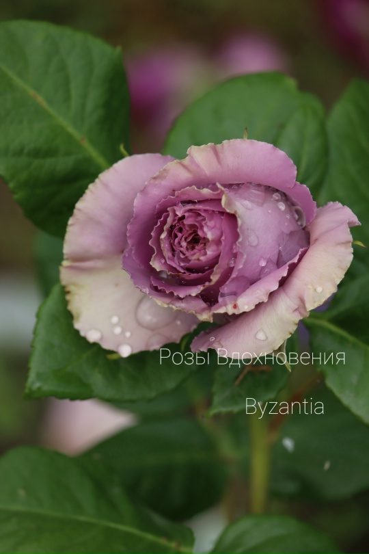 Византия (Byzantine)