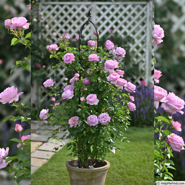 Александра Давид-Нэль (Alexandra David Neel)