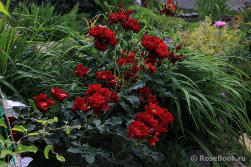 Анна Меж (Anna Mege)