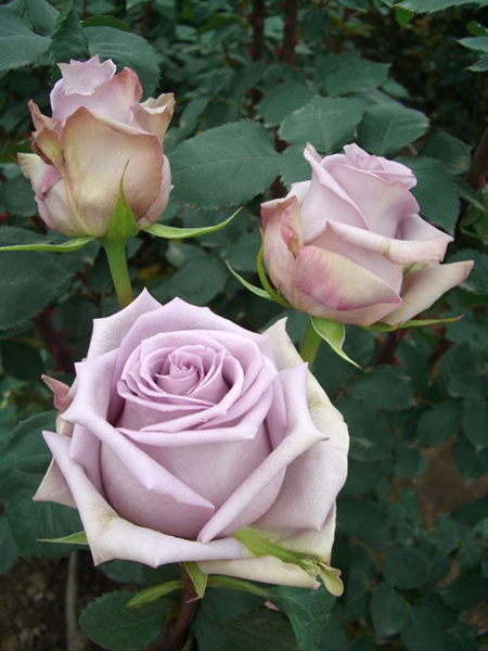 Авангард (Avant Garde)