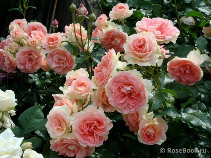 Джэт Сэт (Jet Set)