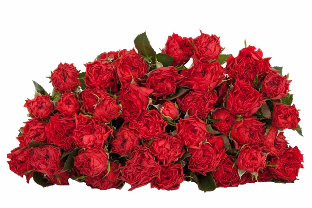 Бэлла линда Брик (Bella linda Brick)