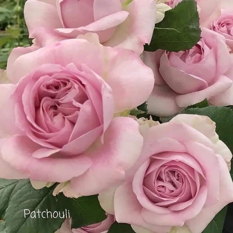 Пачули (Patchouli)