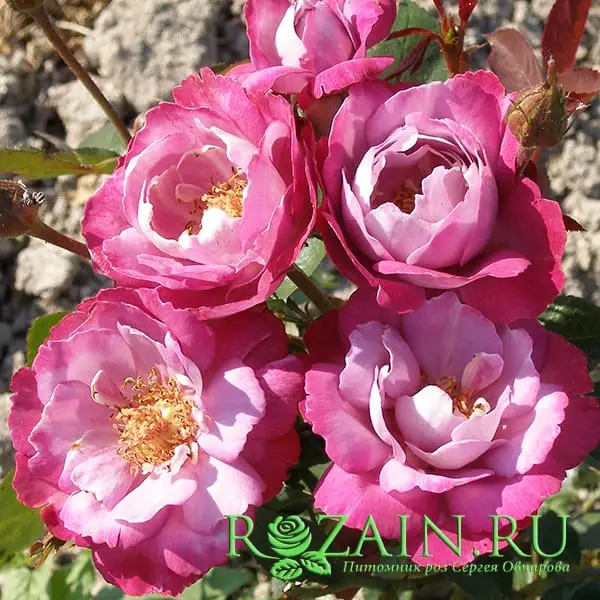 Буль де Парфюм (Boul De Parfum)