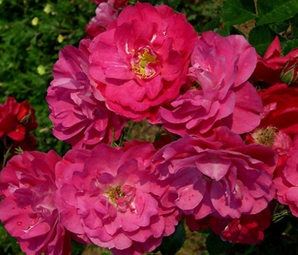 Джон Кэбот (John Cabot)