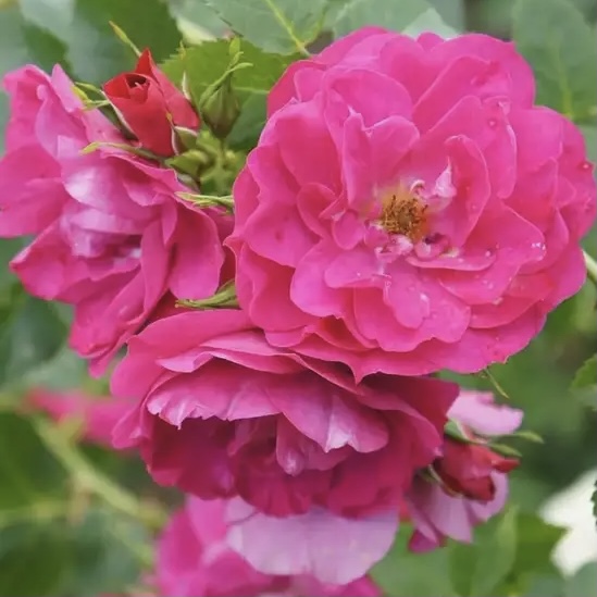 Джон Кэбот (John Cabot)