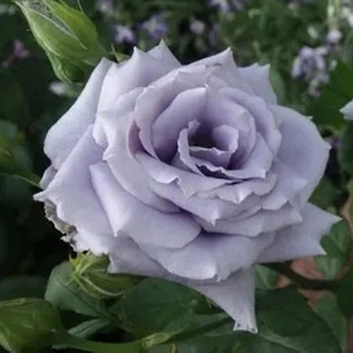 Блу Хевн (Blue Heaven)