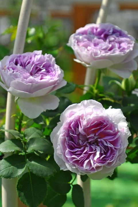 Блу Мун Стоун (Blue Moon Stone)