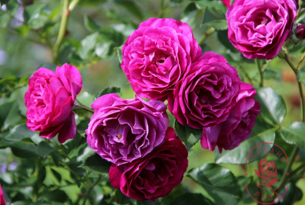 Уайлд Блю Йондер / Блю Иден Wild Blue Yonder (Blue Eden)