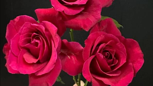 Михаэль (Michael)