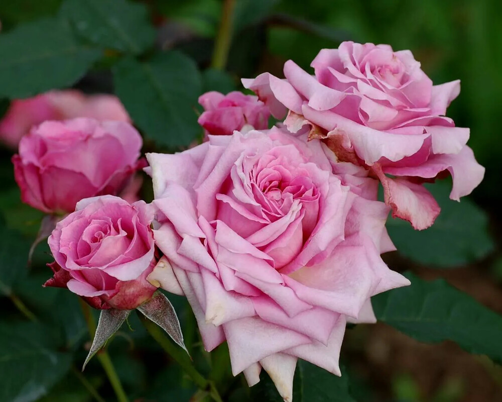 Флораже (Florajet)