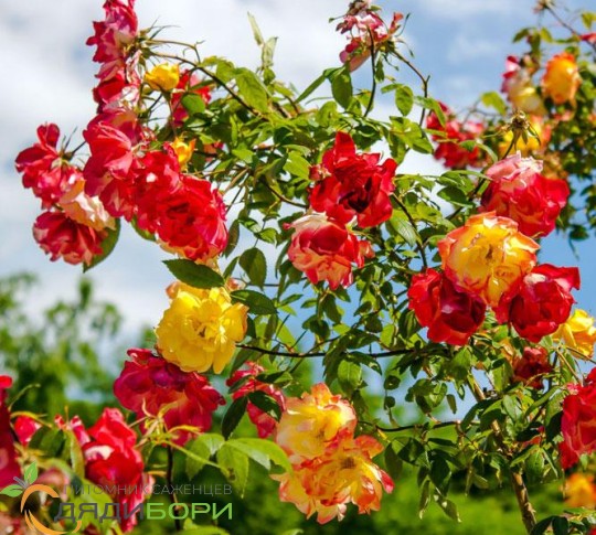 Полька Бабочка (Polka Babochka)