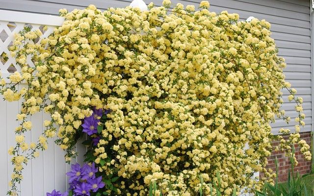 Леди Бэнкс Еллоу (Lady Banks Yellow)