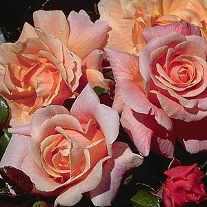 Шато де Вамаркус (Chateau de Vaumarcus)