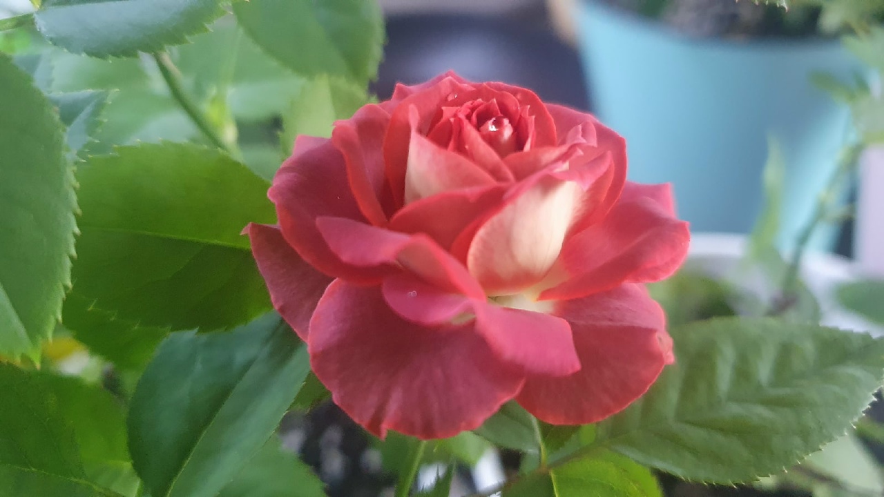 Тирамису (Tiramisu)