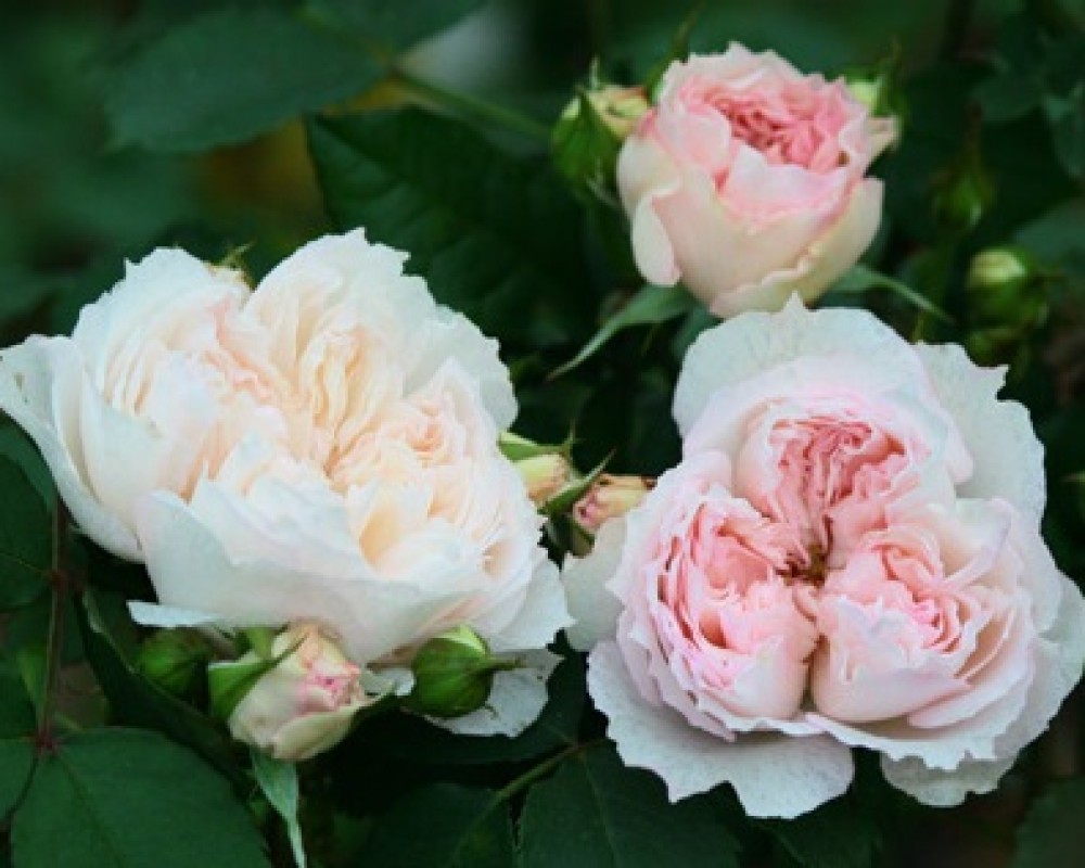 Сесиль де Воланж (CECIL DE VOLANGES)