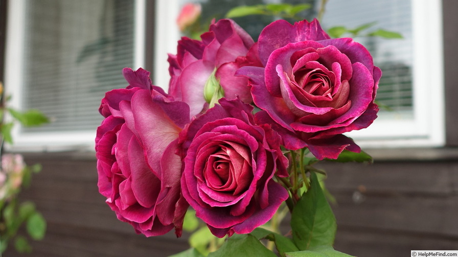 Дьяблес де Мэр (Diablesse De Mers)