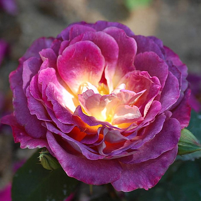 Дьяблес де Мэр (Diablesse De Mers)