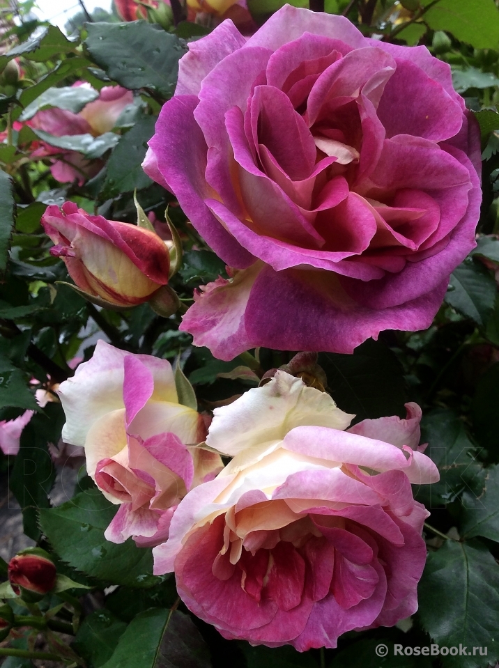 Дьяблес де Мэр (Diablesse De Mers)