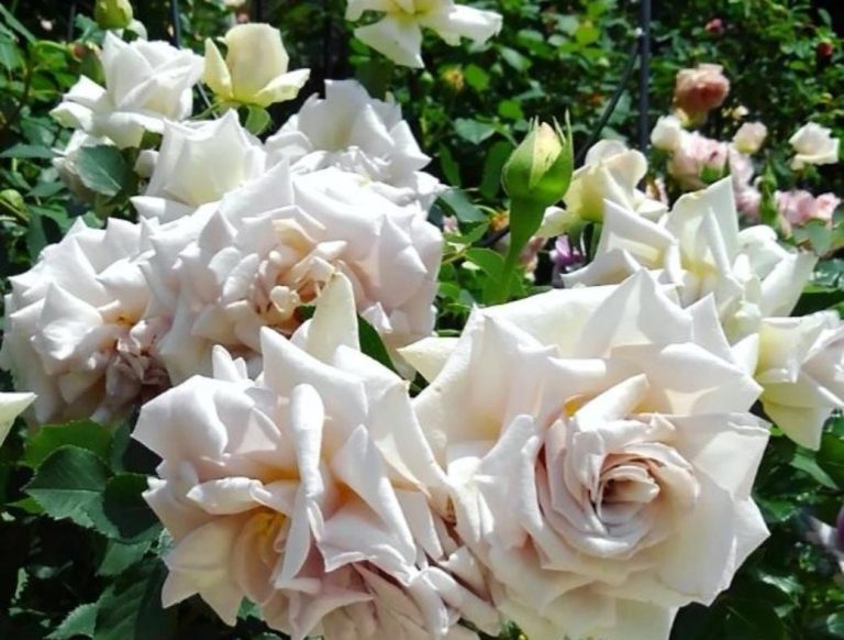 Даймонд Грей (Diamond Gray)