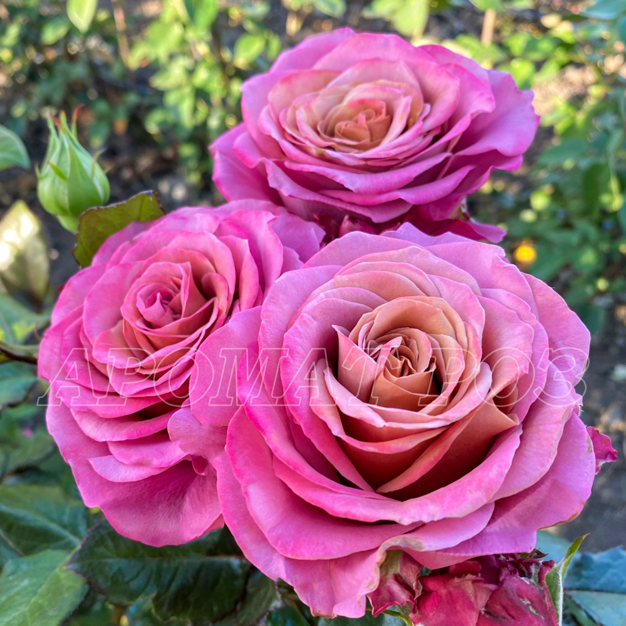 Сингл Малт (Single Malt