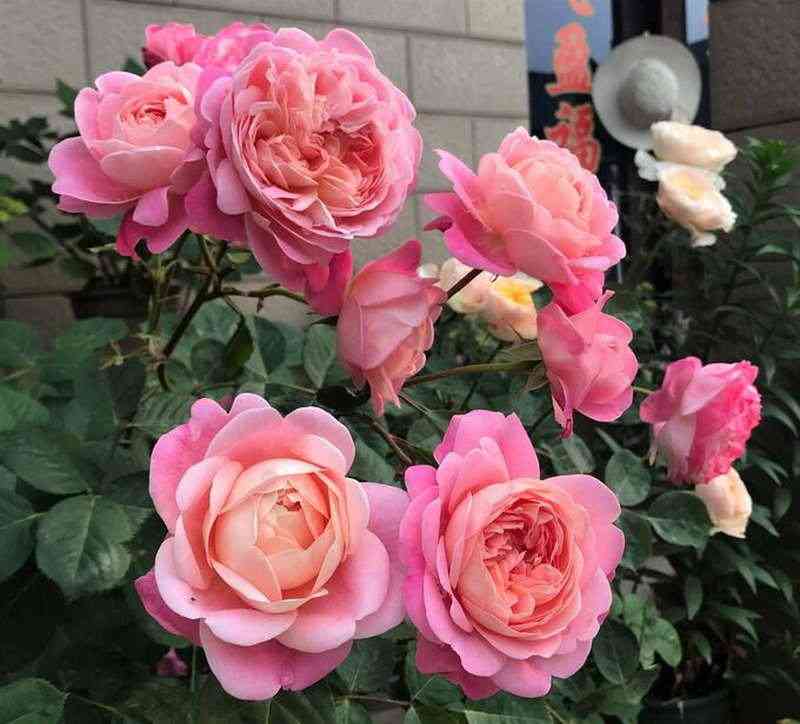 Дрим Лайт (Dream Light)