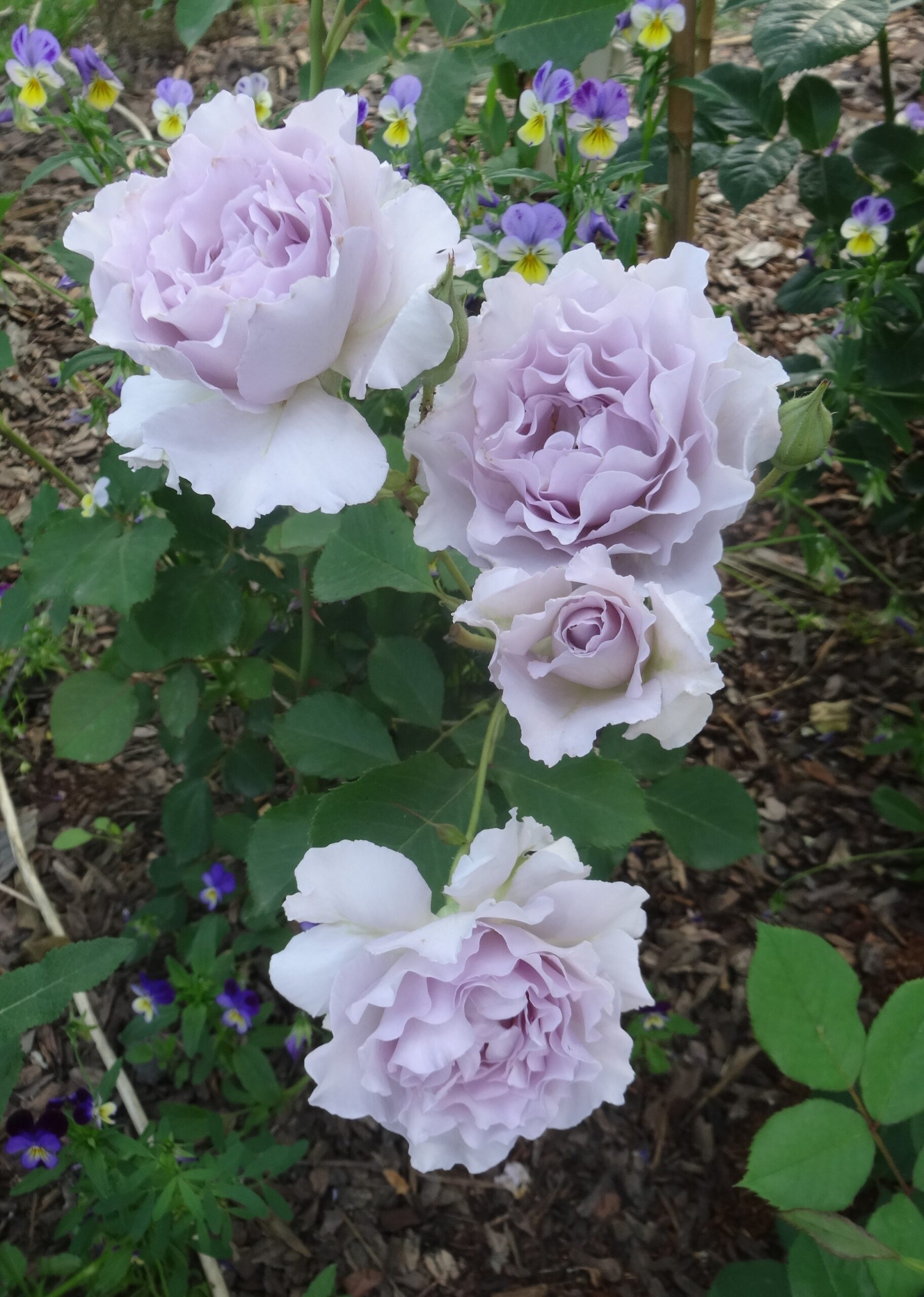 Мисти Перпл (Misty Purple)