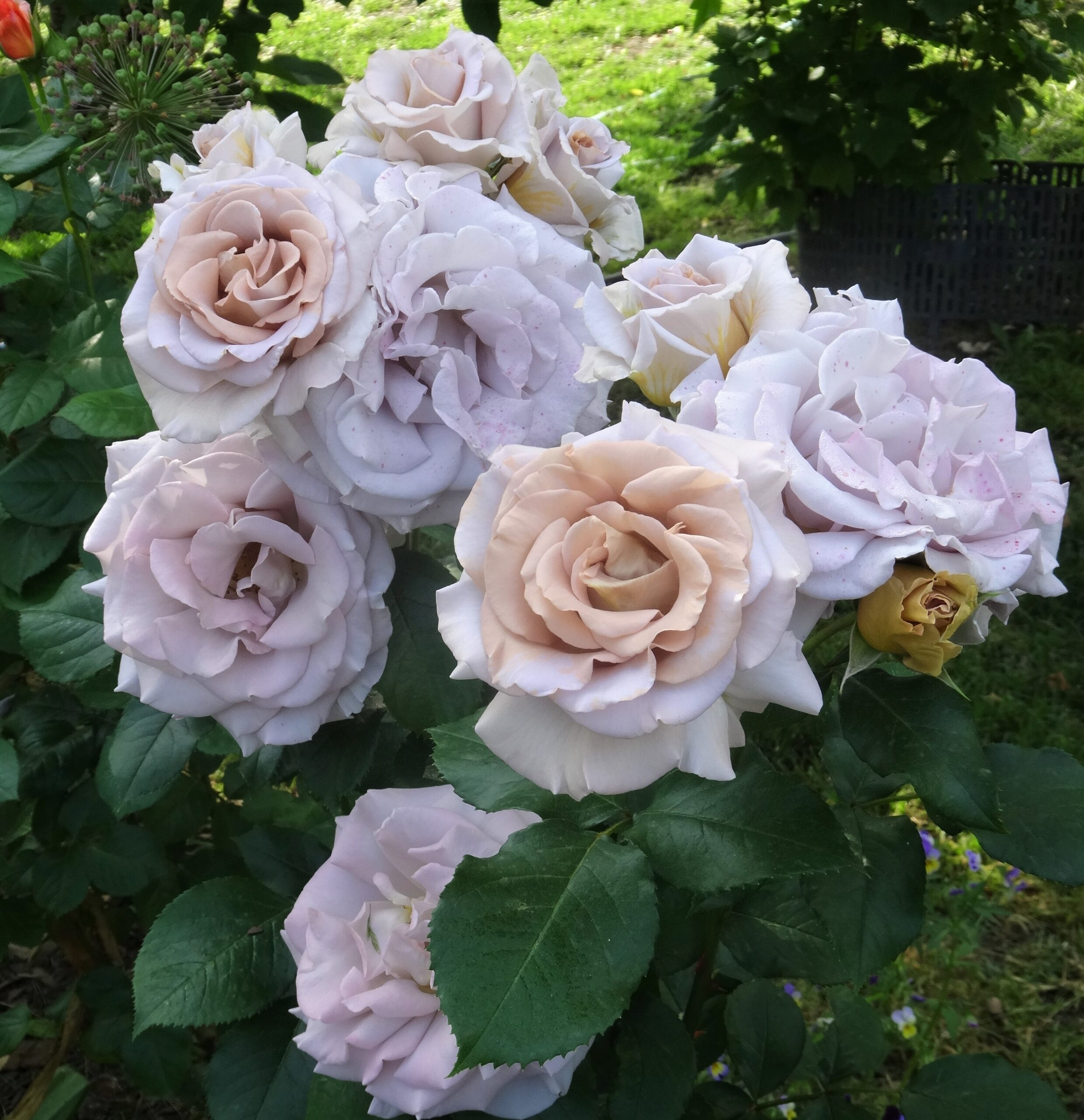 Стивен Руло (Stephen Rulo)