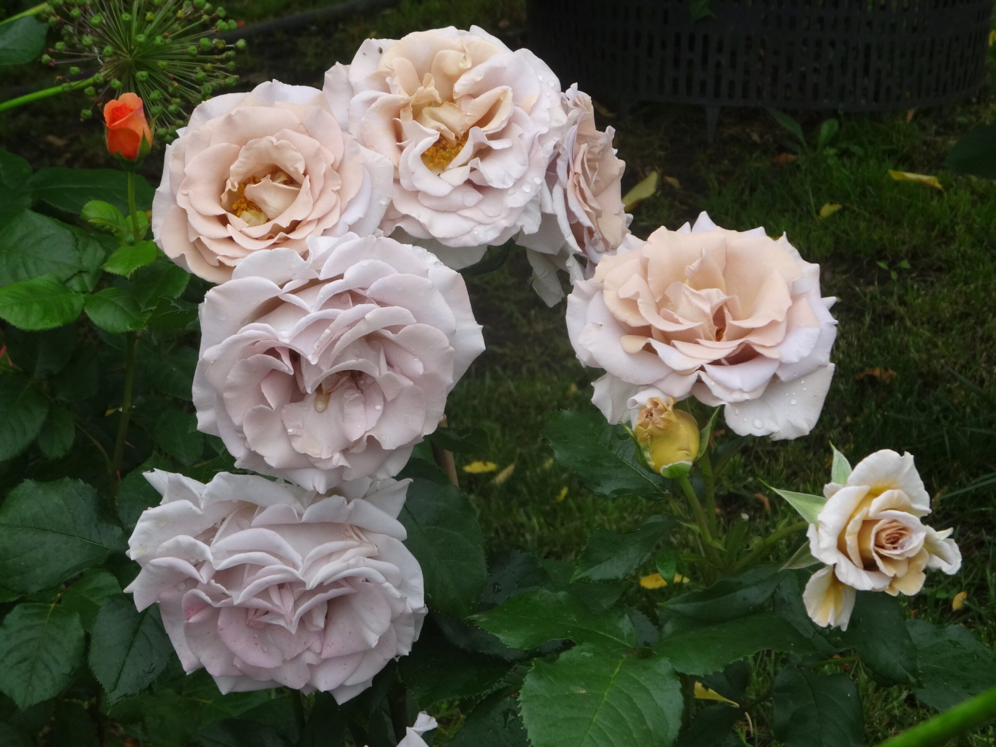 Стивен Руло (Stephen Rulo)