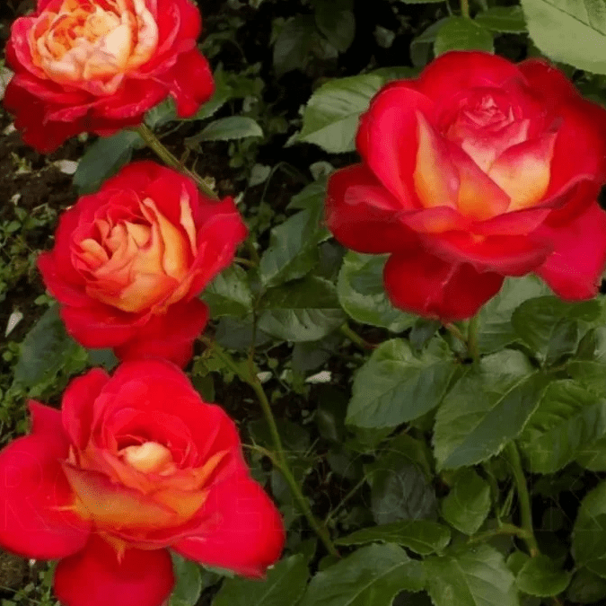 Джипси Карнивел (Gipsy Carnival)