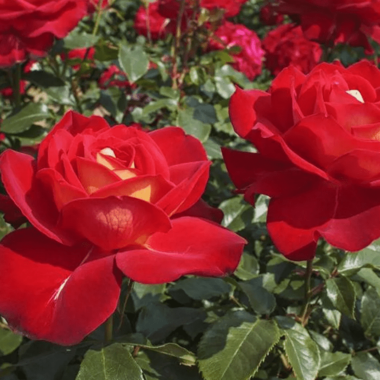 Джипси Карнивел (Gipsy Carnival)