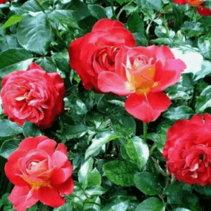 Джипси Карнивел (Gipsy Carnival)