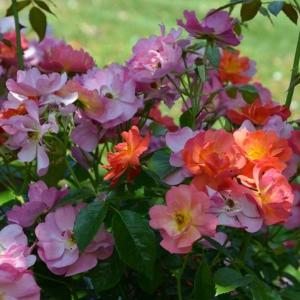 Экла д' Амбр (Eclats d'Ambre)