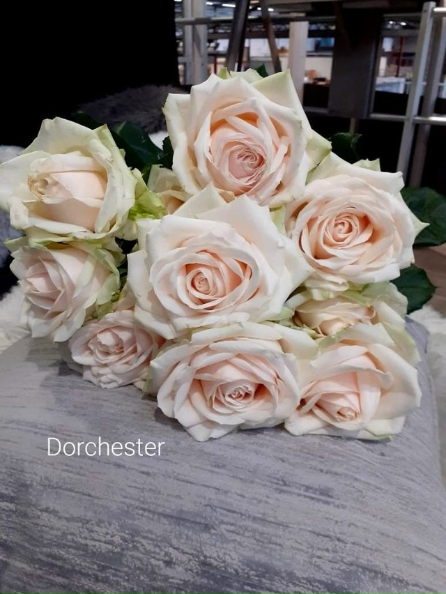 Дорчестер (Dorchester)