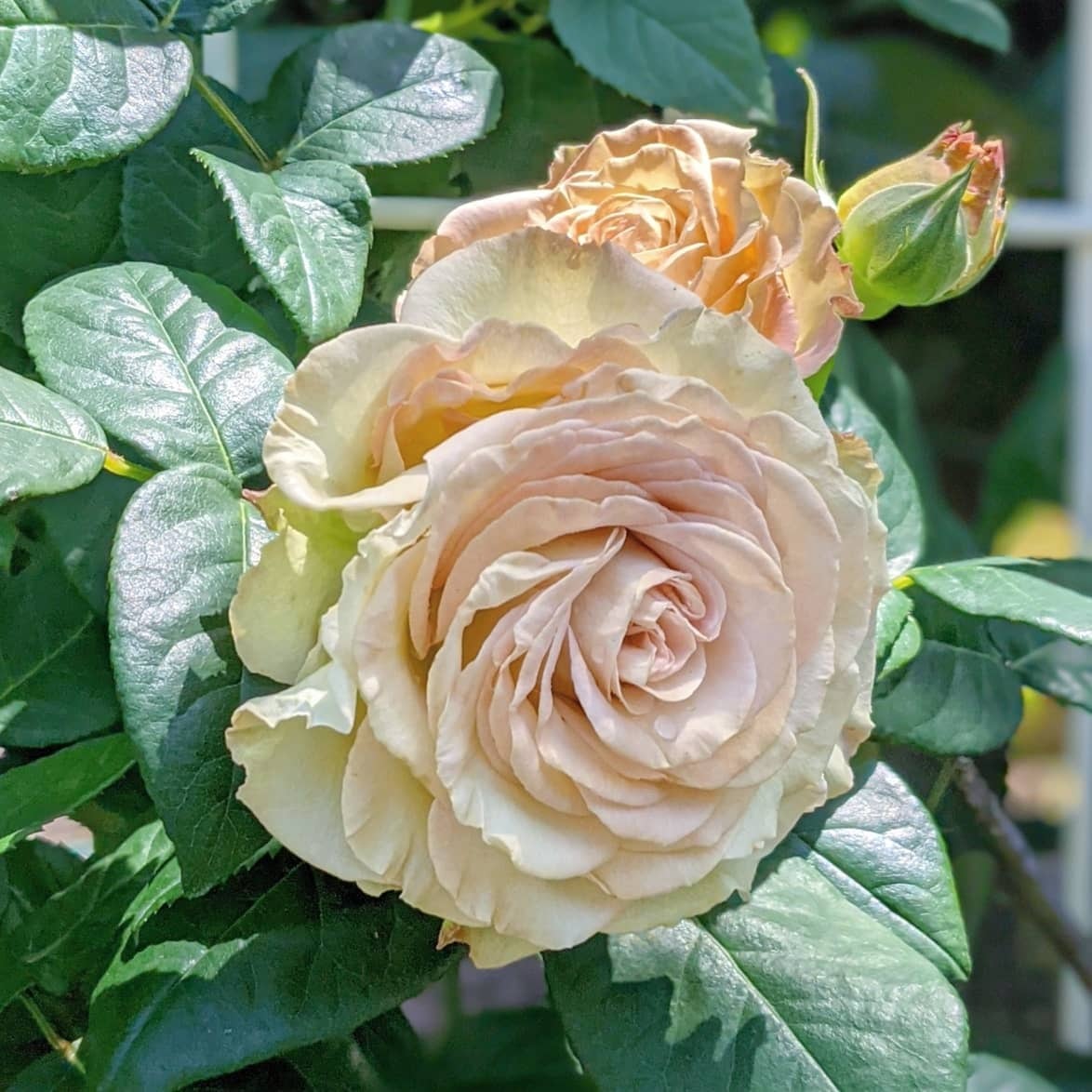 Эмералд Айсленд (Emerald Isle)