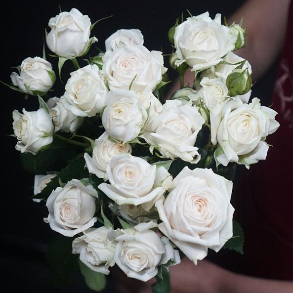 Эксклюзив Сенсейшен (Exclusive Sensation)